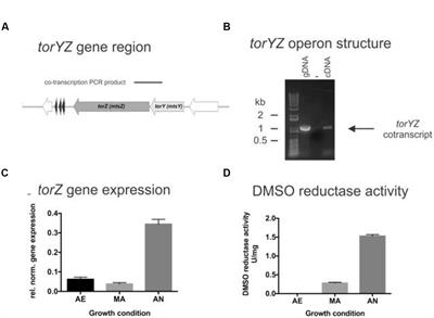 A Novel, Molybdenum-Containing Methionine Sulfoxide Reductase Supports Survival of Haemophilus influenzae in an In vivo Model of Infection